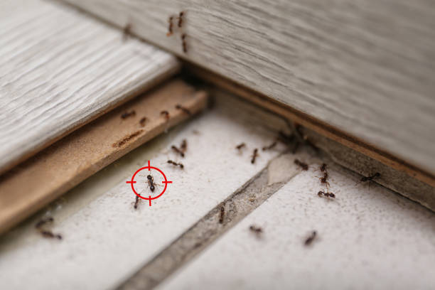 Trusted North Highlands, CA Pest Control Experts