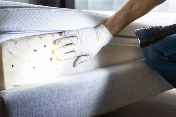 Best Pest Control Near Me  in North Highlands, CA