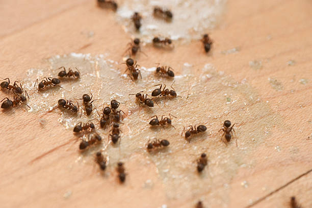 Best Local Pest Control Services  in North Highlands, CA