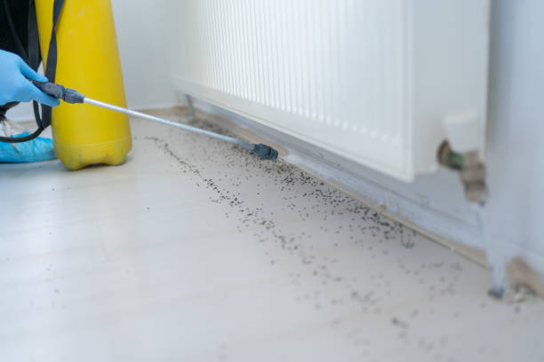 Best Flea Control Services  in North Highlands, CA